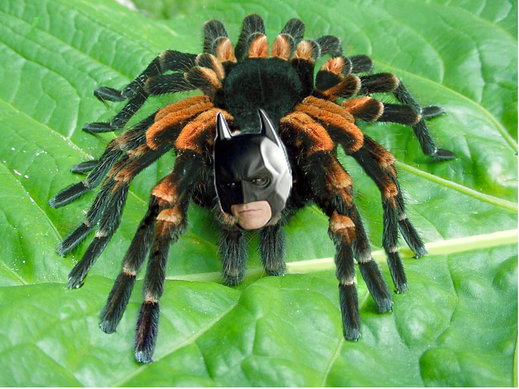 Page 4 of comments at spiders